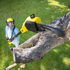 How Our Tree Care Process Works  in  Litchfield Park, AZ