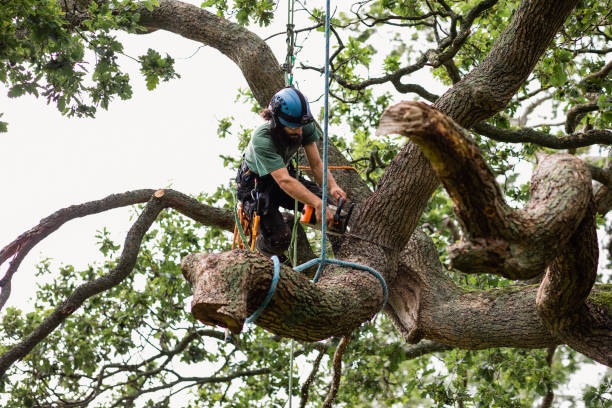 Best Utility Line Clearance  in Litchfield Park, AZ