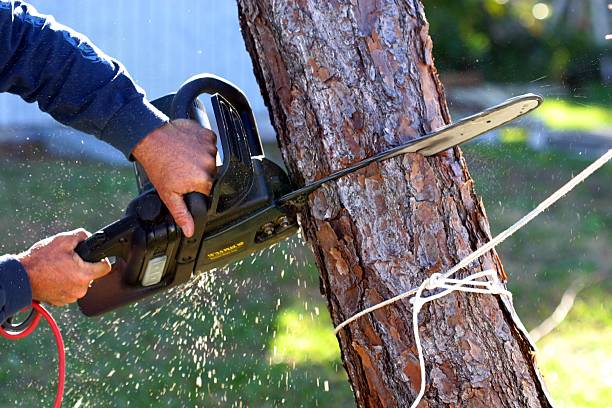 Litchfield Park, AZ Tree Removal Services Company